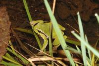 Hyla arborea