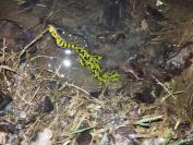 Triturus marmoratus