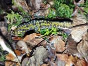 Triturus marmoratus