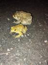 Bufo