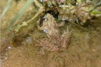 Pelodytes punctatus