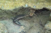 Lissotriton helveticus
