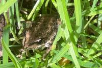Pelophylax ridibundus