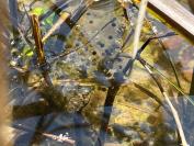 Pelophylax