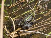 Pelophylax