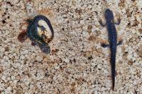 Ichthyosaura alpestris