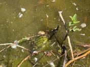 Pelophylax