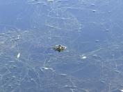 Pelophylax
