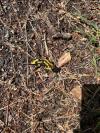 Salamandra salamandra