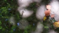 Salamandra salamandra