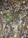Triturus marmoratus