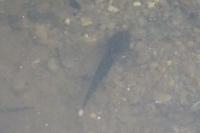 Salamandra salamandra