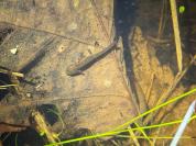 Salamandra salamandra