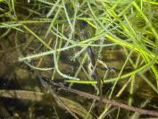 Lissotriton helveticus