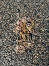Bufo
