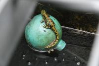 Triturus marmoratus