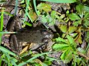 Pelophylax