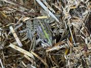 Pelophylax