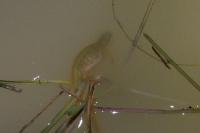 Lissotriton helveticus