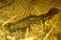 Triturus cristatus