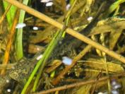 Triturus cristatus