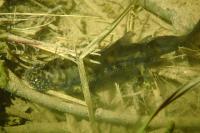 Triturus cristatus