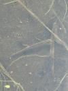 Lissotriton helveticus