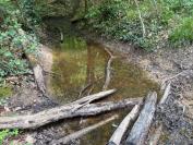 Salamandra salamandra