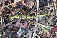 Triturus marmoratus