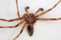 Philodromus cespitum