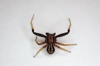 Xysticus erraticus