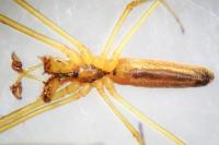Tetragnatha extensa