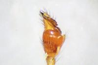Tetragnatha extensa