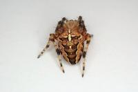 Araneus diadematus