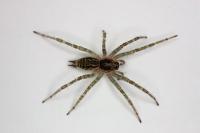 Allagelena gracilens