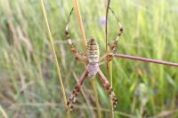 Argiope bruennichi