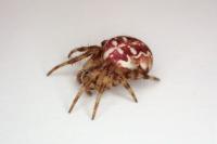 Araneus quadratus