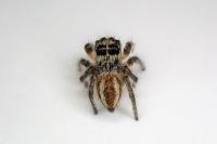 Philaeus chrysops