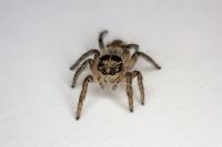 Philaeus chrysops