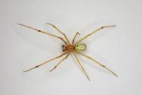 Enoplognatha latimana