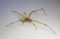 Enoplognatha latimana