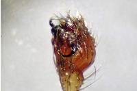 Enoplognatha latimana