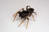 Heliophanus cupreus