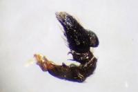 Heliophanus cupreus