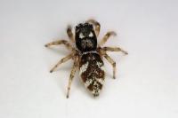 Salticus scenicus