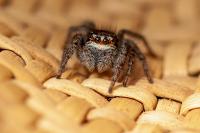 Philaeus chrysops