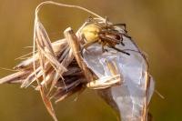 Cheiracanthium