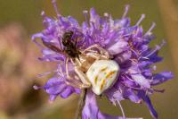 Thomisus onustus
