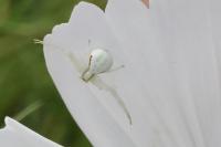 Misumena vatia