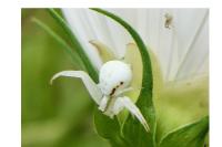 Misumena vatia